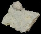 Blastoid (Pentremites) Fossil - Illinois #42821-2